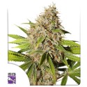 Pineapple Poison