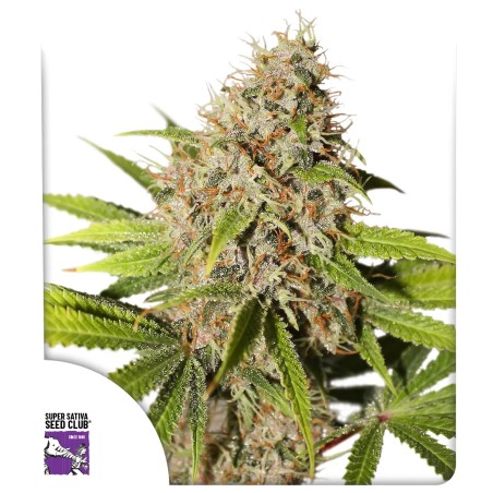 Pineapple Poison