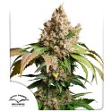 Konopná semena Auto Red Tropicana Cookies | Dutch Passion CZ
