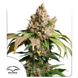 Auto Red Tropicana Cookies Cannabissamen | Dutch Passion DE