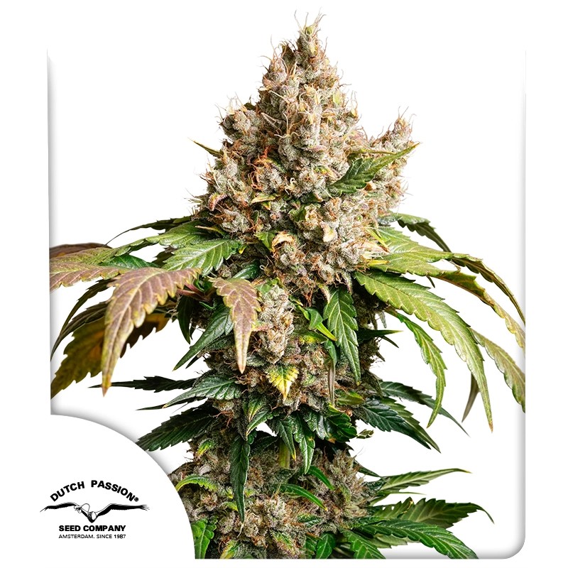 Konopná semena Auto Red Tropicana Cookies | Dutch Passion CZ