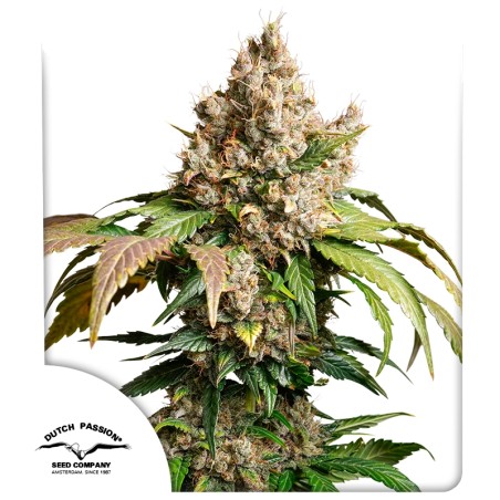 Konopná semena Auto Red Tropicana Cookies | Dutch Passion CZ