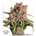 Konopná semínka Auto Strawberry Soda | Dutch Passion CZ