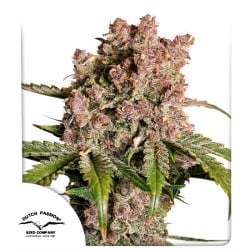 Auto Strawberry Soda Cannabissamen | Dutch Passion DE