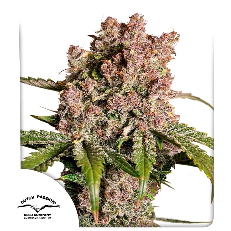 Konopná semínka Auto Strawberry Soda | Dutch Passion CZ