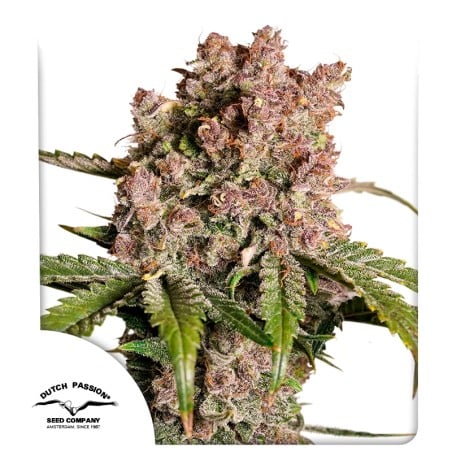 Konopná semínka Auto Strawberry Soda | Dutch Passion CZ