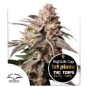Buy Slush Mint Cake® Feminised Seeds | Dutch Passion UK