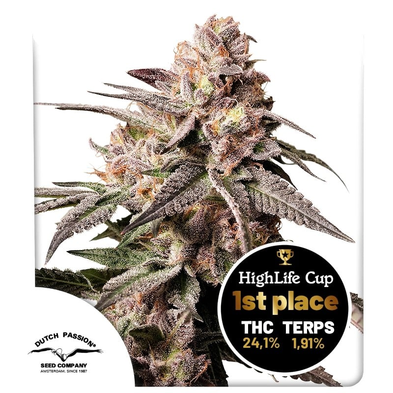 Buy Slush Mint Cake® Feminised Seeds | Dutch Passion UK