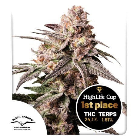 Buy Slush Mint Cake® Feminised Seeds | Dutch Passion UK