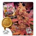 Achetez des graines de cannabis Pink Banana Runtz | Dutch Passion FR