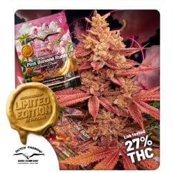 Comprar semillas de cannabis Pink Banana Runtz | Dutch Passion España