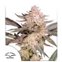 Buy Orange Bud 2.0® Feminised Seeds | Dutch Passion UK