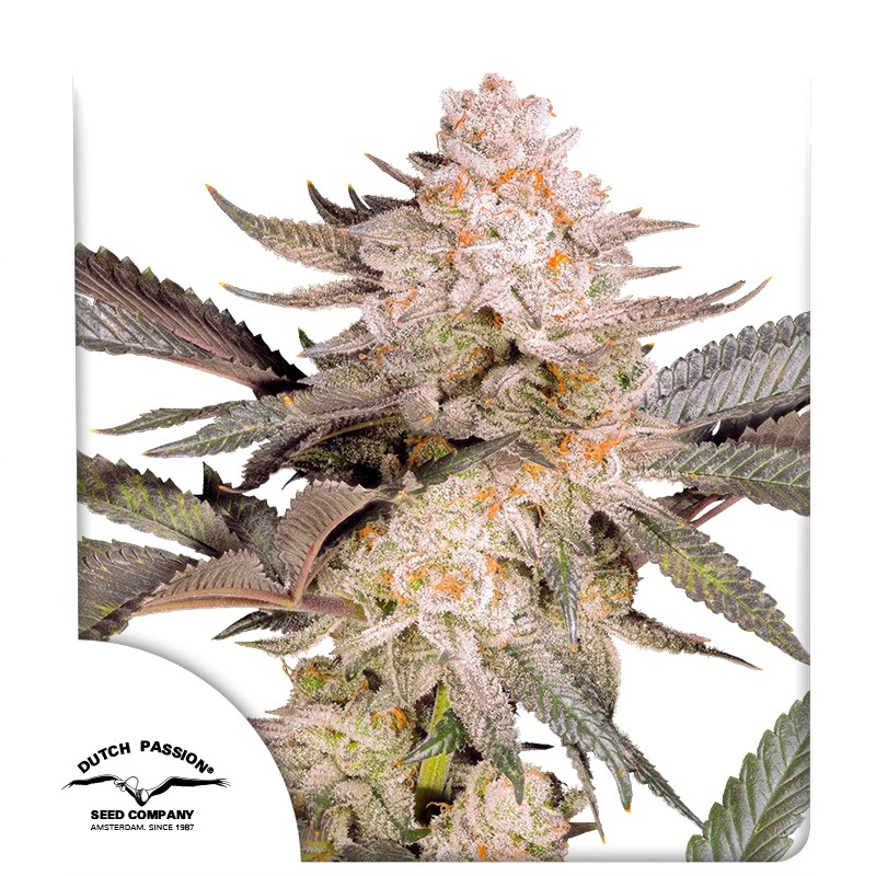 Buy Orange Bud 2.0® Feminised Seeds | Dutch Passion UK