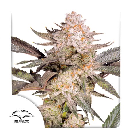 Buy Orange Bud 2.0® Feminised Seeds | Dutch Passion UK