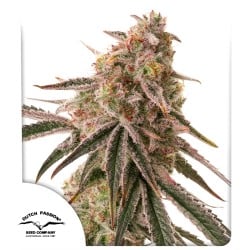 Semi di cannabis femminizzati di Frozen Biscotti | Dutch Passion IT