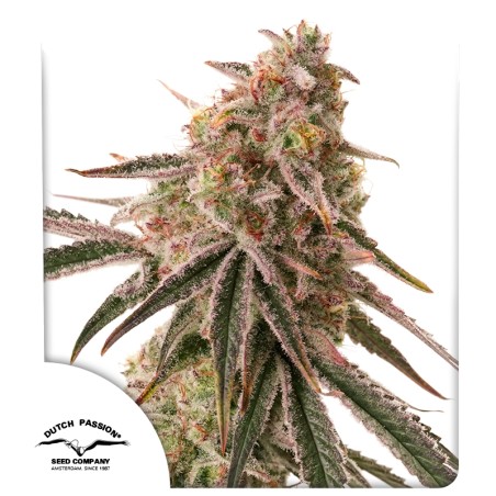 Semi di cannabis femminizzati di Frozen Biscotti | Dutch Passion IT Semi di cannabis femminizzati di Frozen Biscotti | Dutch Passion IT