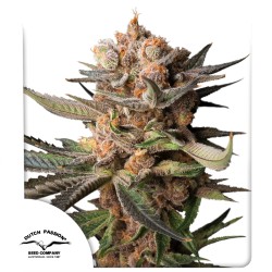 Nasiona konopii Auto Frozen Biscotti | Dutch Passion PL