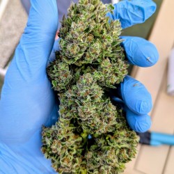 Graines de cannabis Auto Frozen Biscotti | Dutch Passion FR Graines de cannabis Auto Frozen Biscotti | Dutch Passion FR