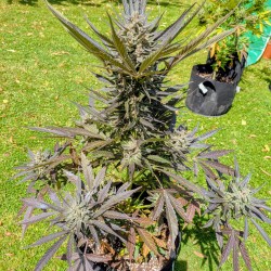 Graines de cannabis Auto Frozen Biscotti | Dutch Passion FR Graines de cannabis Auto Frozen Biscotti | Dutch Passion FR