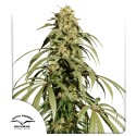 Achetez des graines de cannabis Ice Cream Haze® | Dutch Passion FR