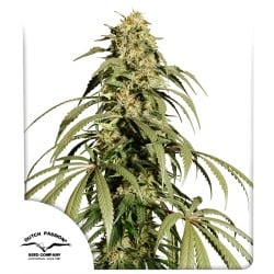 Acquistate i semi di cannabis Ice Cream Haze® | Dutch Passion IT