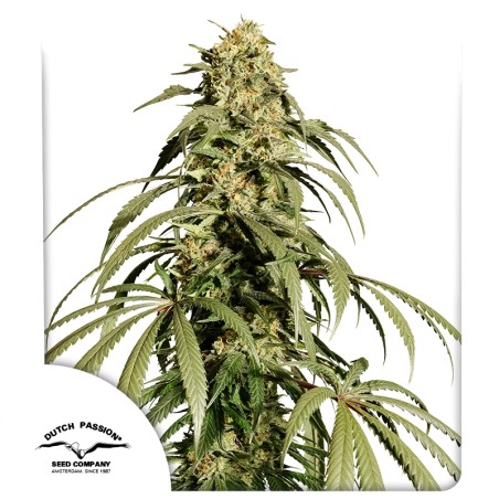 Achetez des graines de cannabis Ice Cream Haze® | Dutch Passion FR
