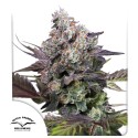 Acquistate i semi di cannabis di Candy Bubatz XL® | Dutch Passion IT