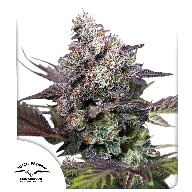 Acquistate i semi di cannabis di Candy Bubatz XL® | Dutch Passion IT
