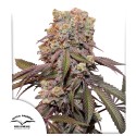 Kup nasiona konopi Auto Candy Bubatz XL® | Dutch Passion