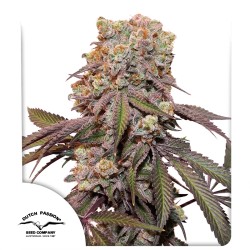 Kup nasiona konopi Auto Candy Bubatz XL® | Dutch Passion