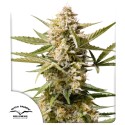 Auto Cinderella Jack® - Автоцветущие Семена Конопли | Dutch Passion RU