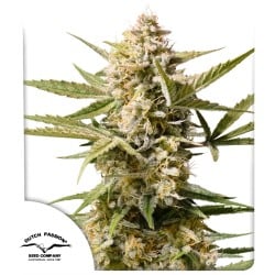 Buy Auto Cinderella Jack® Autoflower Cannabis Seeds | Dutch Passion UK