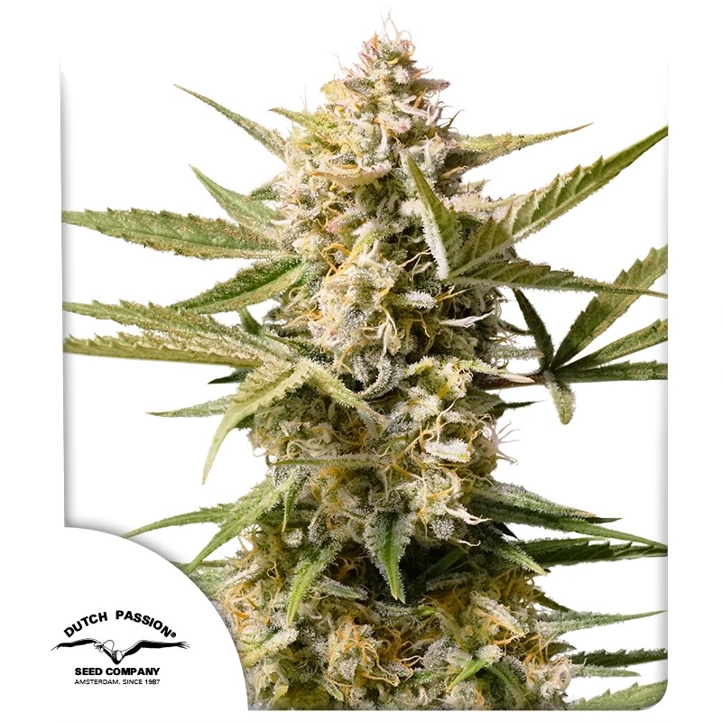 Auto Cinderella Jack® - Автоцветущие Семена Конопли | Dutch Passion RU