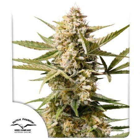 Auto Cinderella Jack® - Автоцветущие Семена Конопли | Dutch Passion RU