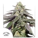 Auto Skywalker Haze® - Автоцветущие Семена Конопли | Dutch Passion RU