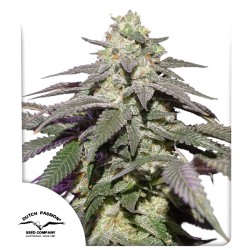 Auto Skywalker Haze® - Autoflower Cannabis Seeds | Dutch Passion UK