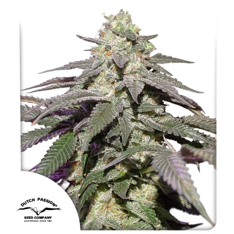 Auto Skywalker Haze® - Автоцветущие Семена Конопли | Dutch Passion RU