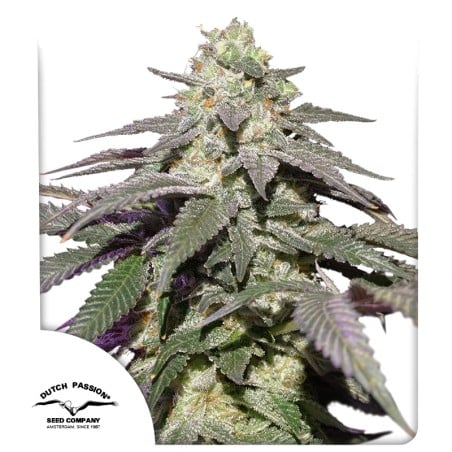 Auto Skywalker Haze® - Автоцветущие Семена Конопли | Dutch Passion RU