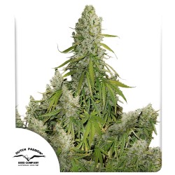 Auto Ultimate® - Autoflower Cannabis-Samen Kaufen | Dutch Passion DE