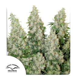Auto Think Different® Graines de Cannabis Autofloraison | Dutch Passion FR