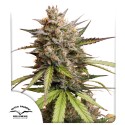 Buy Auto Melonade Runtz ® Autoflower Seeds | Dutch Passion UK