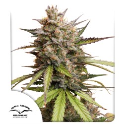 Buy Auto Melonade Runtz ® Autoflower Seeds | Dutch Passion UK