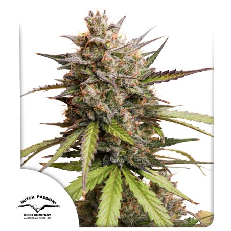 Buy Auto Melonade Runtz ® Autoflower Seeds | Dutch Passion UK