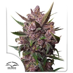 Auto Blackberry Kush® - Autoflower Cannabis Seeds | Dutch Passion UK