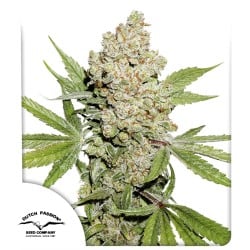 Auto Lemon Kix® - Autoflower Cannabis-Samen Kaufen | Dutch Passion DE