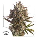 Auto Blueberry® - Autoflower Cannabis-Samen | Dutch Passion DE