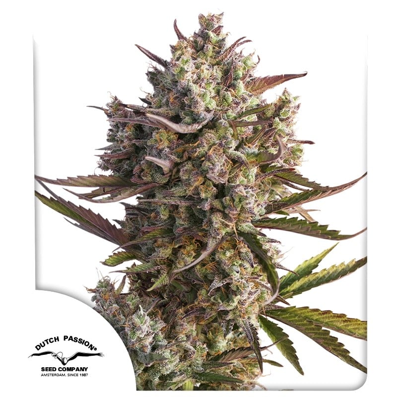 Auto Blueberry® - Autoflower Cannabis-Samen | Dutch Passion DE