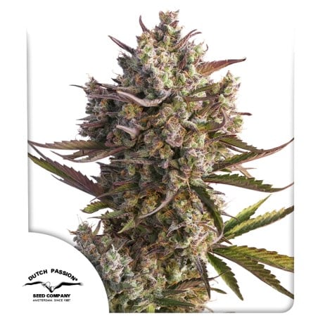Auto Blueberry® - Autoflower Cannabis-Samen | Dutch Passion DE