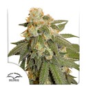 Auto Orange Bud® - Автоцветущие Семена Конопли | Dutch Passion RU
