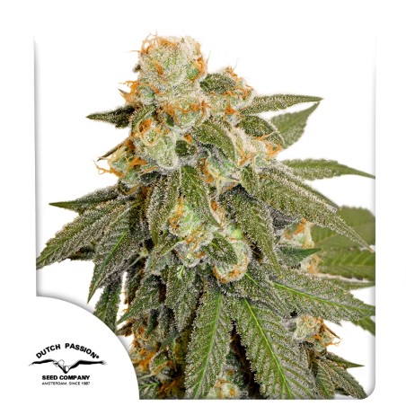 Auto Orange Bud® - Автоцветущие Семена Конопли | Dutch Passion RU